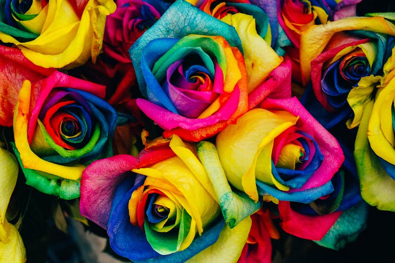 a bunch of very colourful roses