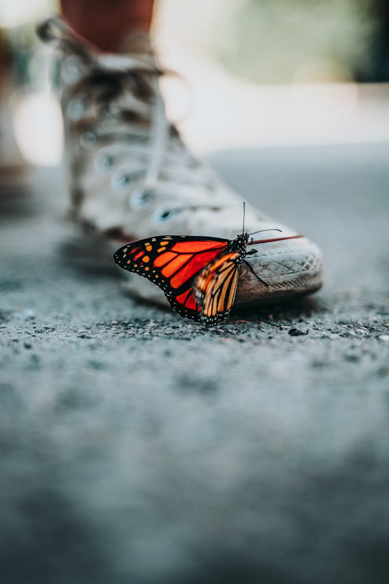 a blurred takkie with a very colourful butterfly on it.