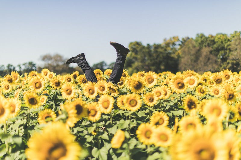 A person's legs sticking out of a field of sunflowers.